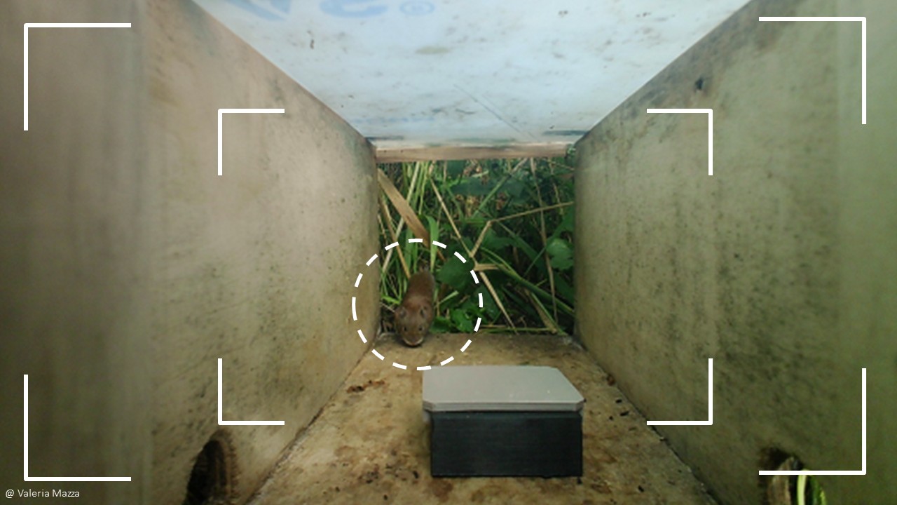 Individuals in focus