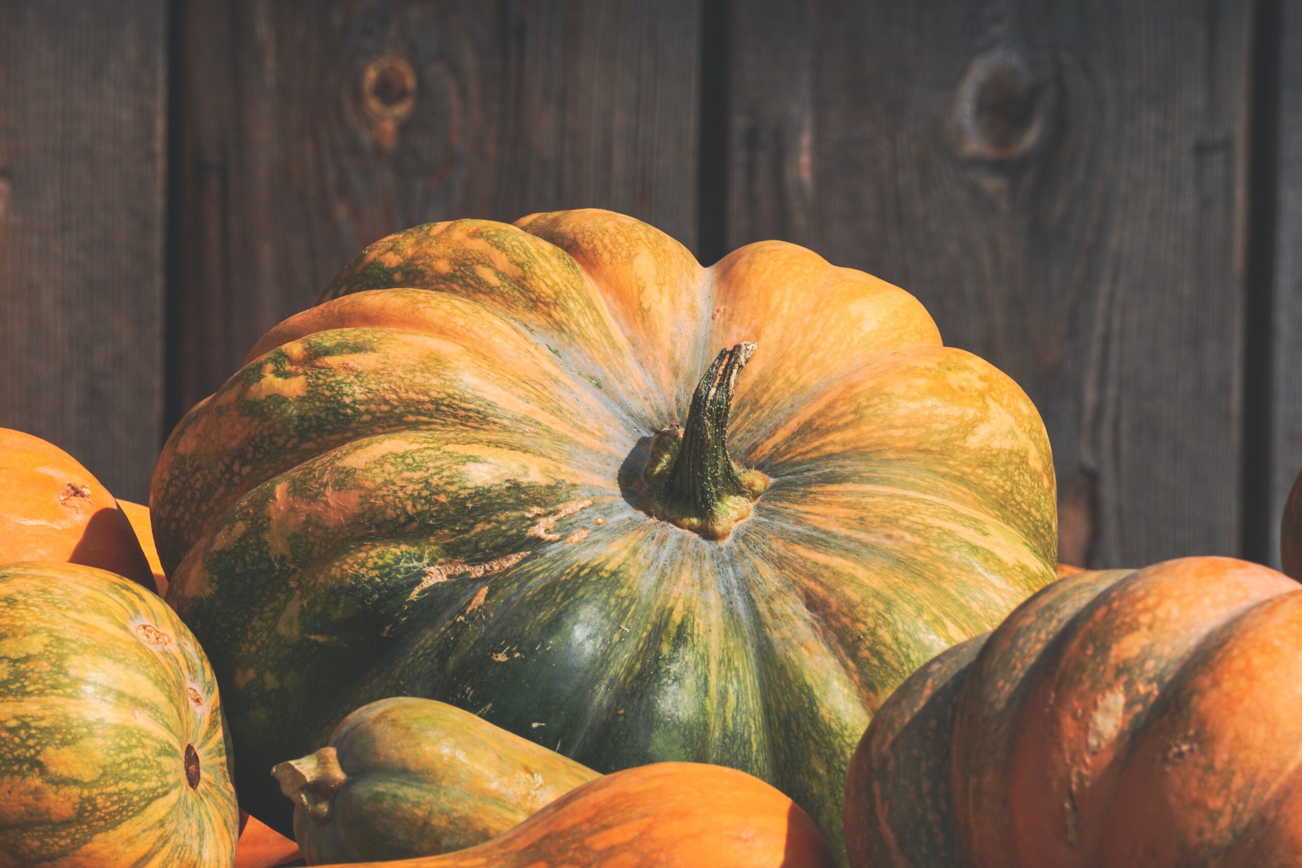zucca